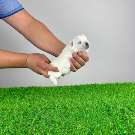 Westie West Highland White terrier