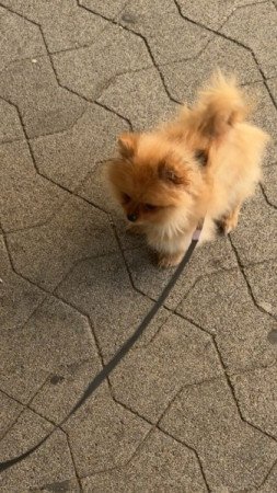 Pomerániai Törpe Spicc