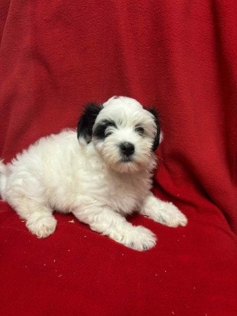 Bichon havanese