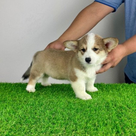 Pembroke Welsh Corgi