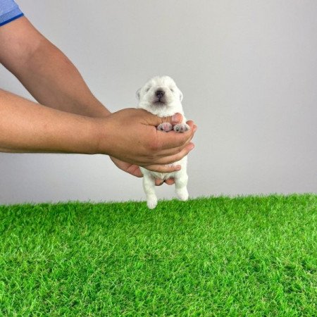 Westie West Highland White terrier