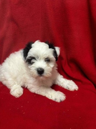 Bichon havanese