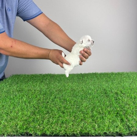 Westie West Highland White terrier