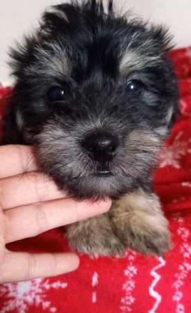 Havanese yorki