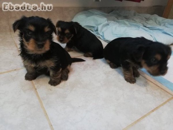 YORKI KUTYUSOK ELDÓK