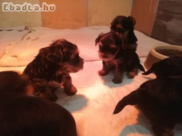 Mini yorkik eladók.