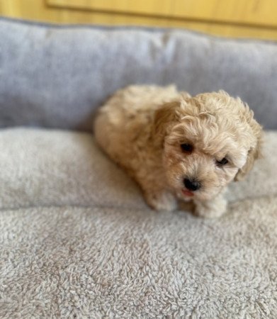 Maltipoo
