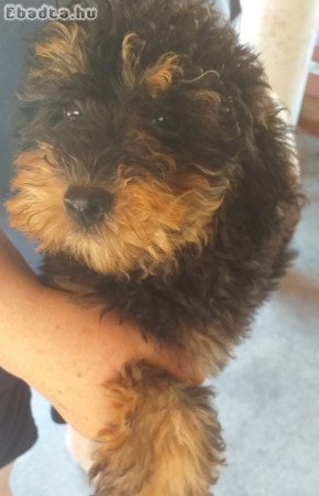 Uszkár kölykök eladók