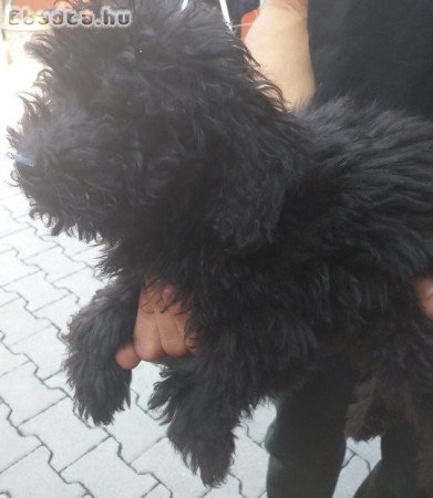 Uszkár kölykök eladók