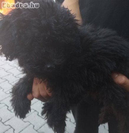 Uszkár kölykök eladók