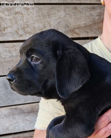 Fekete Labrador kölykök eladók