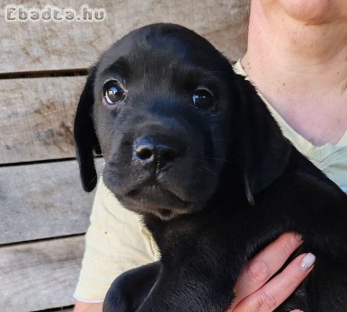 Fekete Labrador kölykök eladók