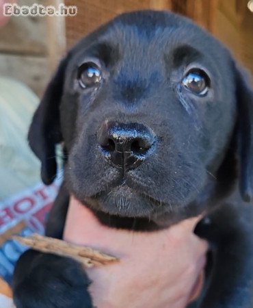 Fekete Labrador kölykök eladók