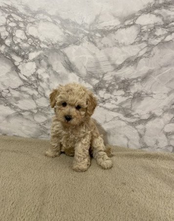 Maltipoo