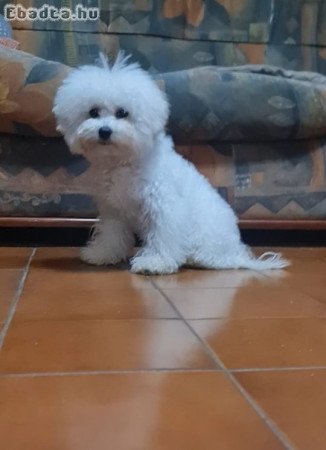 Bichon Frise
