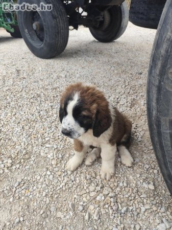 Moszkvai őrkutya kiskutyák kislángon