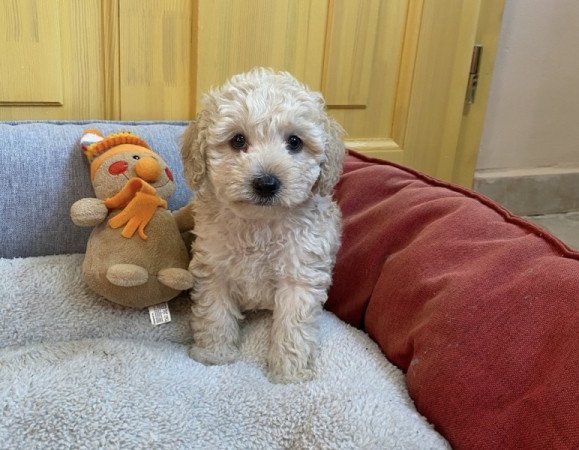 Maltipoo