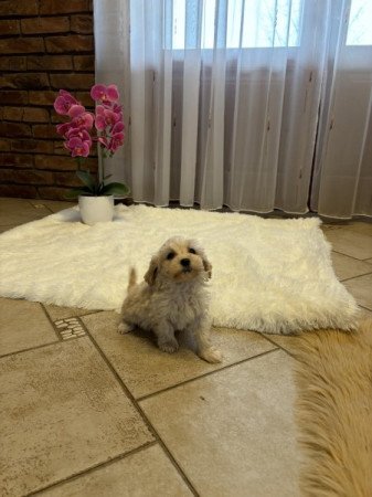 Maltipoo