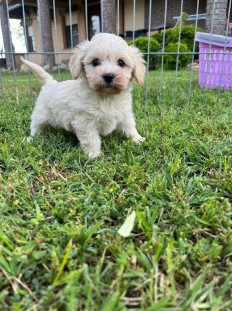 Maltipoo