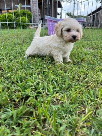 Maltipoo