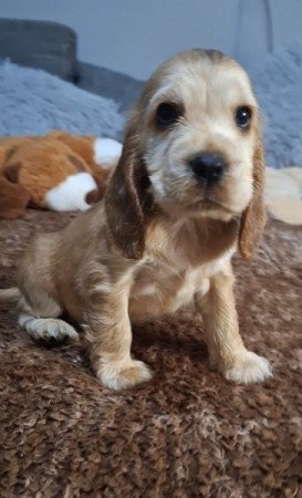 Angol cocker spániel