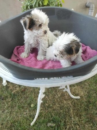 Yorksir terrier Biewer