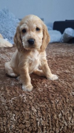 Angol cocker spániel