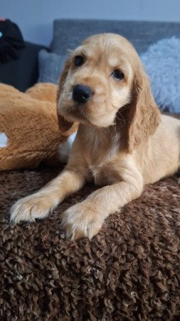 Angol cocker spániel