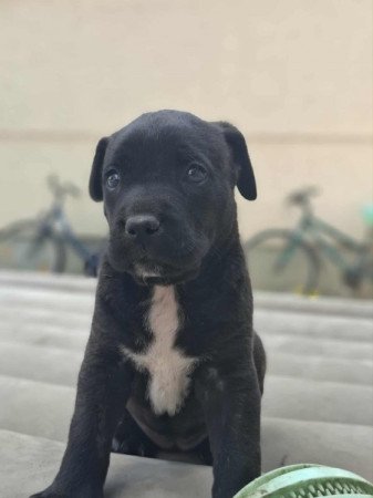 Cane corso