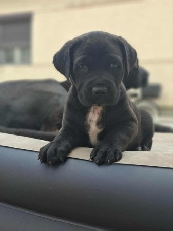 Cane corso