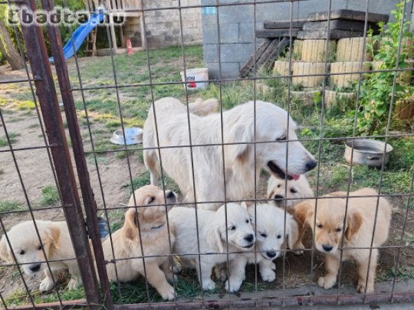 Golden retriever 8 hetes kiskutyák