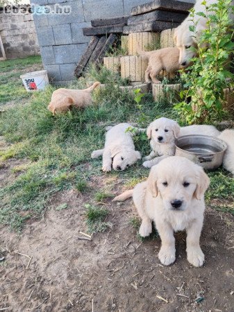 Golden retriever 8 hetes kiskutyák