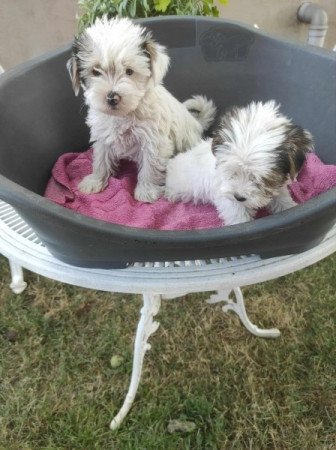 Yorksir terrier Biewer