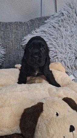 Angol cocker spániel