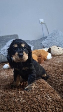 Angol cocker spániel