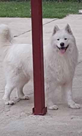 Szamojéd kölykök eladók!
