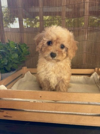 Maltipoo maltai selyem es uszkar