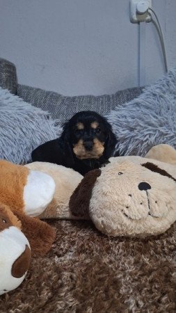 Angol cocker spániel