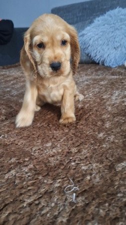 Angol cocker spániel