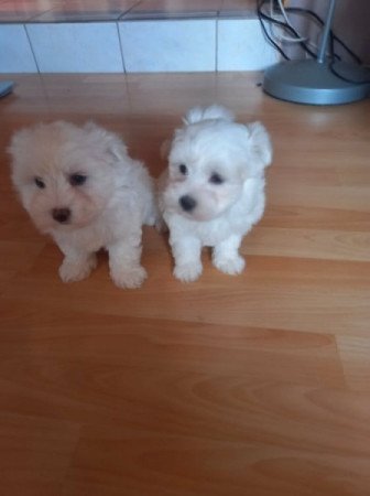 bichon havanese