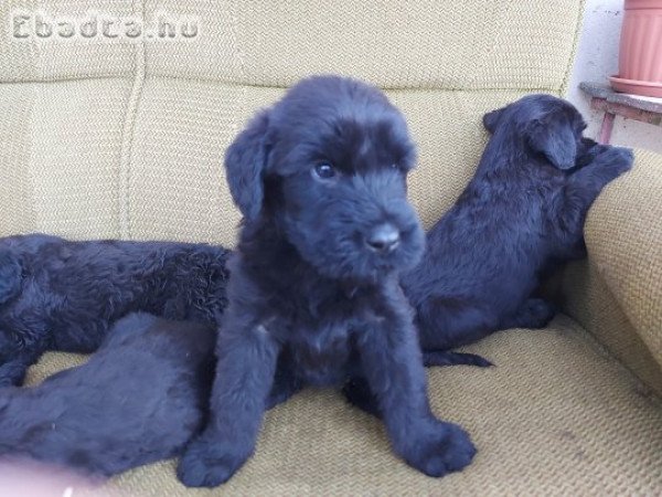Óriás schnauzer kiskutyák!