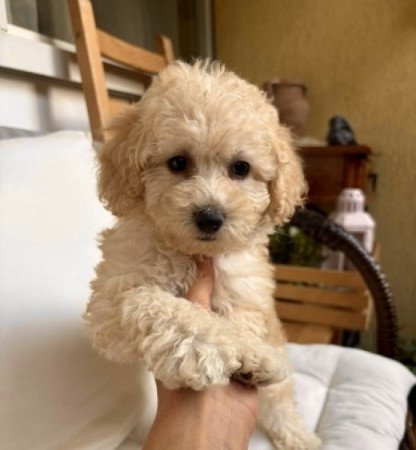 Maltipoo maltai es uszkar