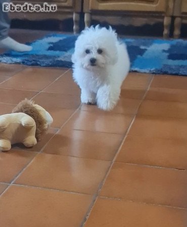 Bichon Frise