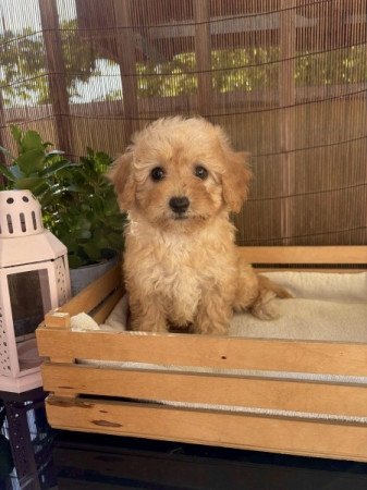 Maltipoo maltai selyem es uszkar