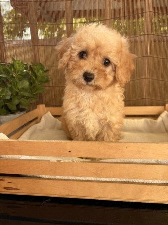 Maltipoo maltai selyem es uszkar