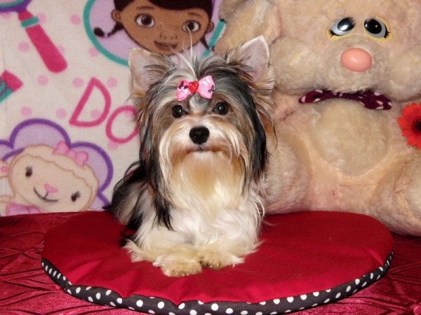 Biewer Yorkshire Terrier Yorki