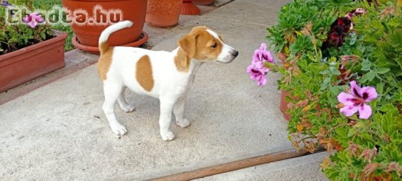 Foxi kölyök kutyusok eladók