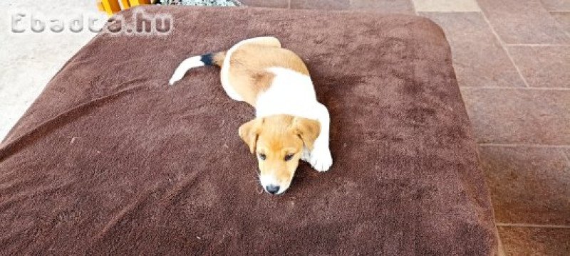 Foxi kölyök kutyusok eladók