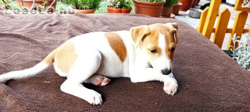 Foxi kölyök kutyusok eladók