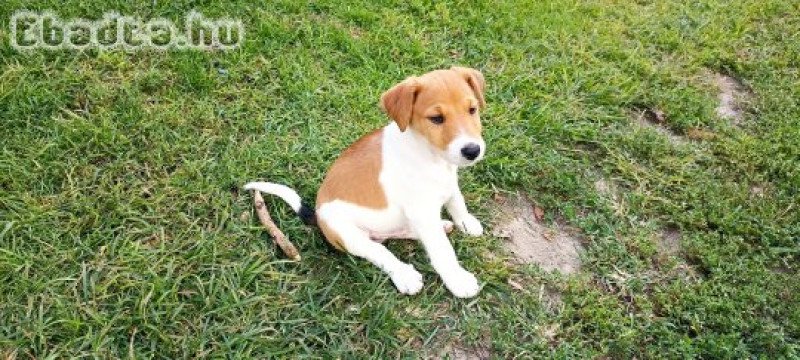 Foxi kölyök kutyusok eladók